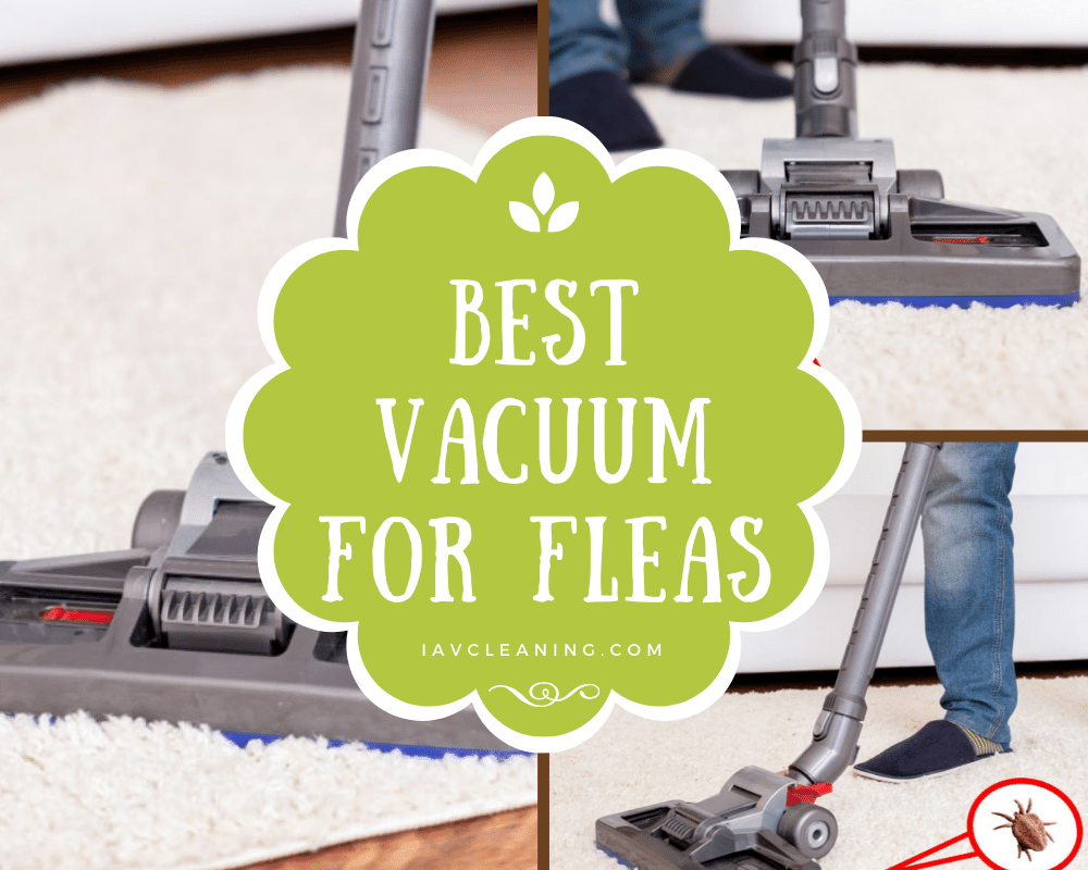 Best Vacuum for Fleas | IAV Cleaning